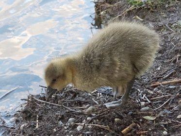 Graugans-Gössel auf Erkundungstour