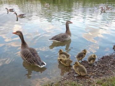 Graugansfamilie mit sechs Gänsekindern
