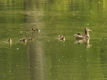 Sechs von sieben Entenküken mit Entenmutter