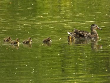Hier fünf von sieben Entenküken mit Entenmutter