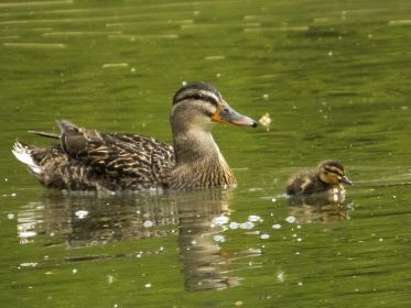Stockente und Küken
