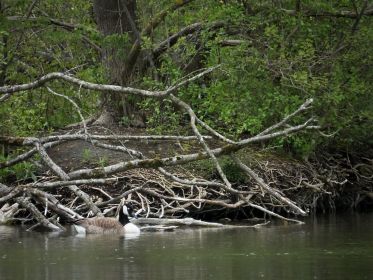 Kanadagans im Nest guckt aus dem Grün heraus. Unten der Ganter