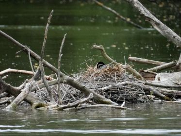 Eines von zwei Blesshuhn-Gelegen mitten im See