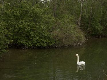 Nestwache des Schwanenmännchens