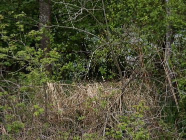 Frau Schwan macht Brutpause. Herr Schwan bewacht das leere Nest