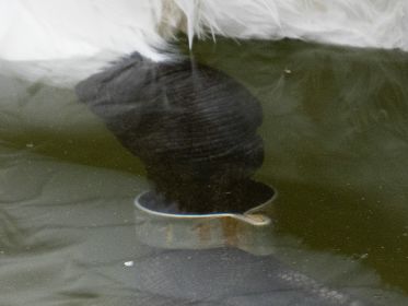 Ringschwan RV 6711. Mutmaßlich das Männchen