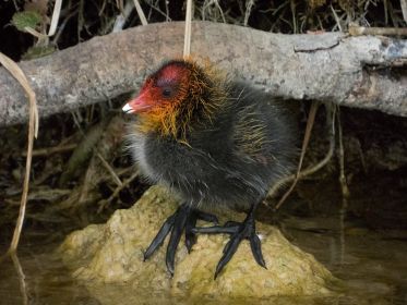 Eines von fünf Blesshuhn-Küken, rund eine Woche alt