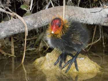 Eines von fünf Blesshuhn-Küken, rund eine Woche alt