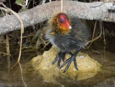 Eines von fünf Blesshuhn-Küken, rund eine Woche alt