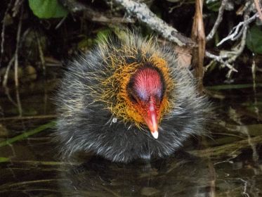 Eines von fünf Blesshuhn-Küken, rund eine Woche alt