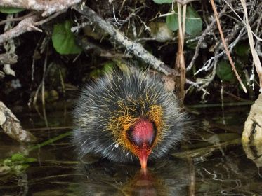 Blesshuhn-Küken genehmigt sich einen Schluck Wasser