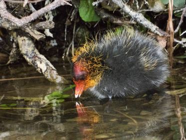 Blesshuhn-Küken, rund eine Woche alt