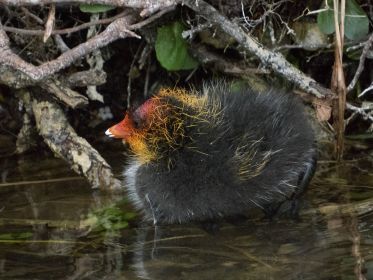 Blesshuhn-Küken, rund eine Woche alt
