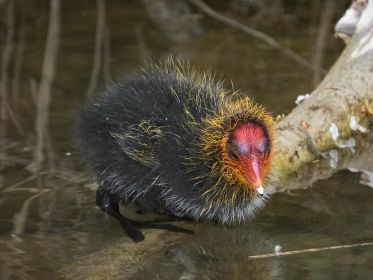 Blesshuhn-Küken, rund eine Woche alt