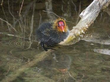 Blesshuhn-Küken, rund eine Woche alt