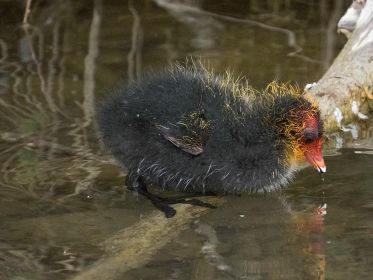 Blesshuhn-Küken, rund eine Woche alt