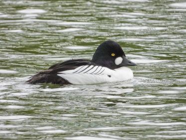 Immer da: Schellente