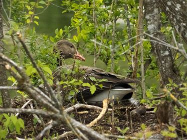 Die derzeit einzige brütende Graugans
