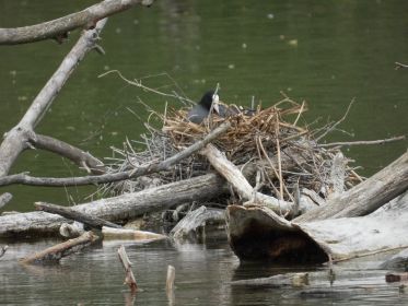 Eines von zwei Blesshuhn-Gelegen mitten im See