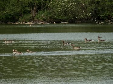 Graugänse lassen sich treiben
