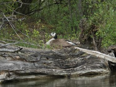 Nest nah am Wasser auf Insel