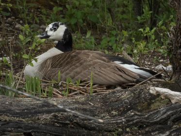 Kanadagans auf dem spartanisch eingerichteten Nest