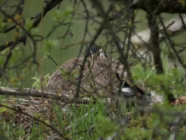 Kanadagans im Nest auf Insel gegenüber Eisvogelwand