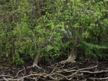 Kanadagans auf dem Nest. Kaum noch zu sehen durch das dichte Grün