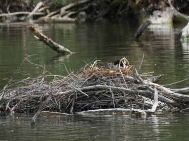 Blesshuhn auf dem Nest. Mitten im Amperstausee zwei Blesshuhn-Nester