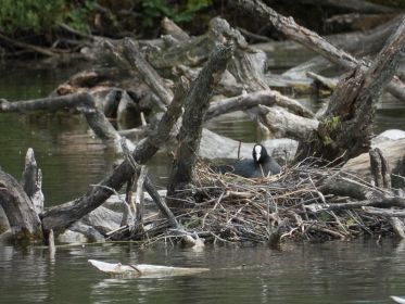 Blesshuhn auf dem Nest. Mitten im Amperstausee zwei Blesshuhn-Nester