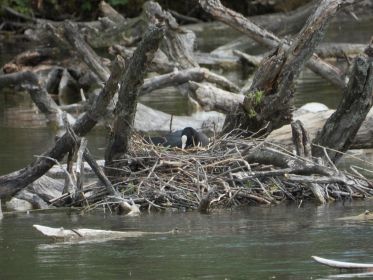 Blesshuhn auf dem Nest. Mitten im Amperstausee zwei Blesshuhn-Nester