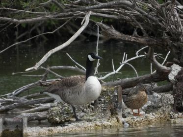 Kanadagans neben Stockente