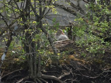 Die derzeit einzige brütende Graugans