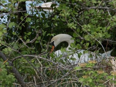 Höckerschwan auf dem Nest