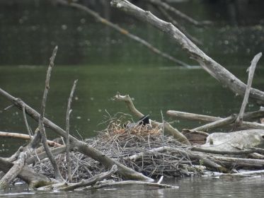 Blesshuhn auf dem Nest. Mitten im Amperstausee zwei Blesshuhn-Nester