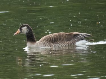 Mutmaßlich Graugans-Kanadagans-Mischling