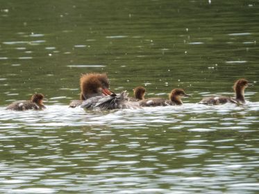 Gänsesäger-Mama mit Anhang