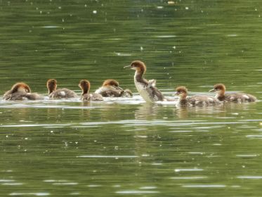 Sieben junge Gänsesäger. Flügelschläge eines Jungvogels