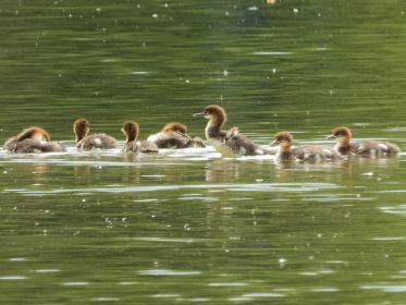 Sieben junge Gänsesäger. Flügelschläge eines Jungvogels