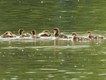 Sieben junge Gänsesäger