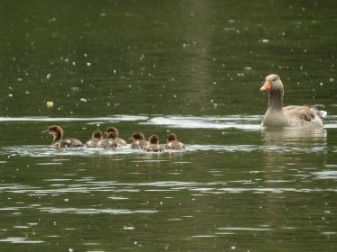 Pulk von sieben jungen Gänsesägern