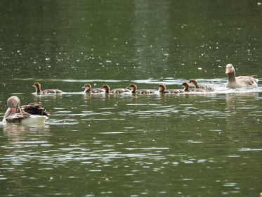 Sieben Gänsesäger-Jungvögel, eingerahmt von Graugänsen