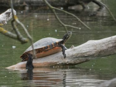 Wasserschildkröte sonnt sich gerne