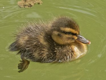 Entenküken