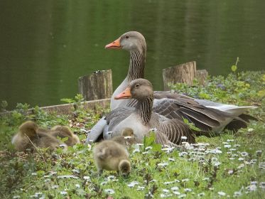 Gänse und Blümchen