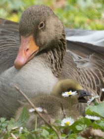 Gänsemutter mit Gänseblümchen