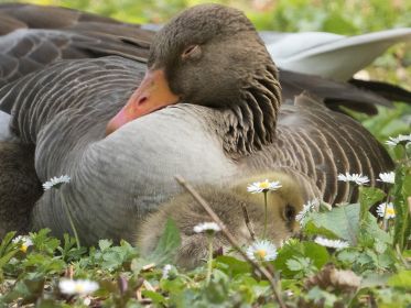 Gänsemutter mit Kindern
