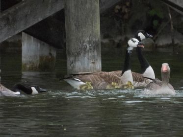 Das Gössel führende Kanadaganspaar kann sich gegen einzelne Kanadagans nicht durchsetzen