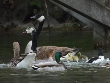 Durcheinander am Futterplatz: Kanadagänse mit drei Gösseln, eine Graugans, ein Gänsesäger, ein Stockerpel, eine Schellente