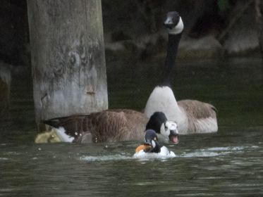 Gerade schnappte Schellente ein Stück Brot weg. Die Kanadagans ist wenig erfreut